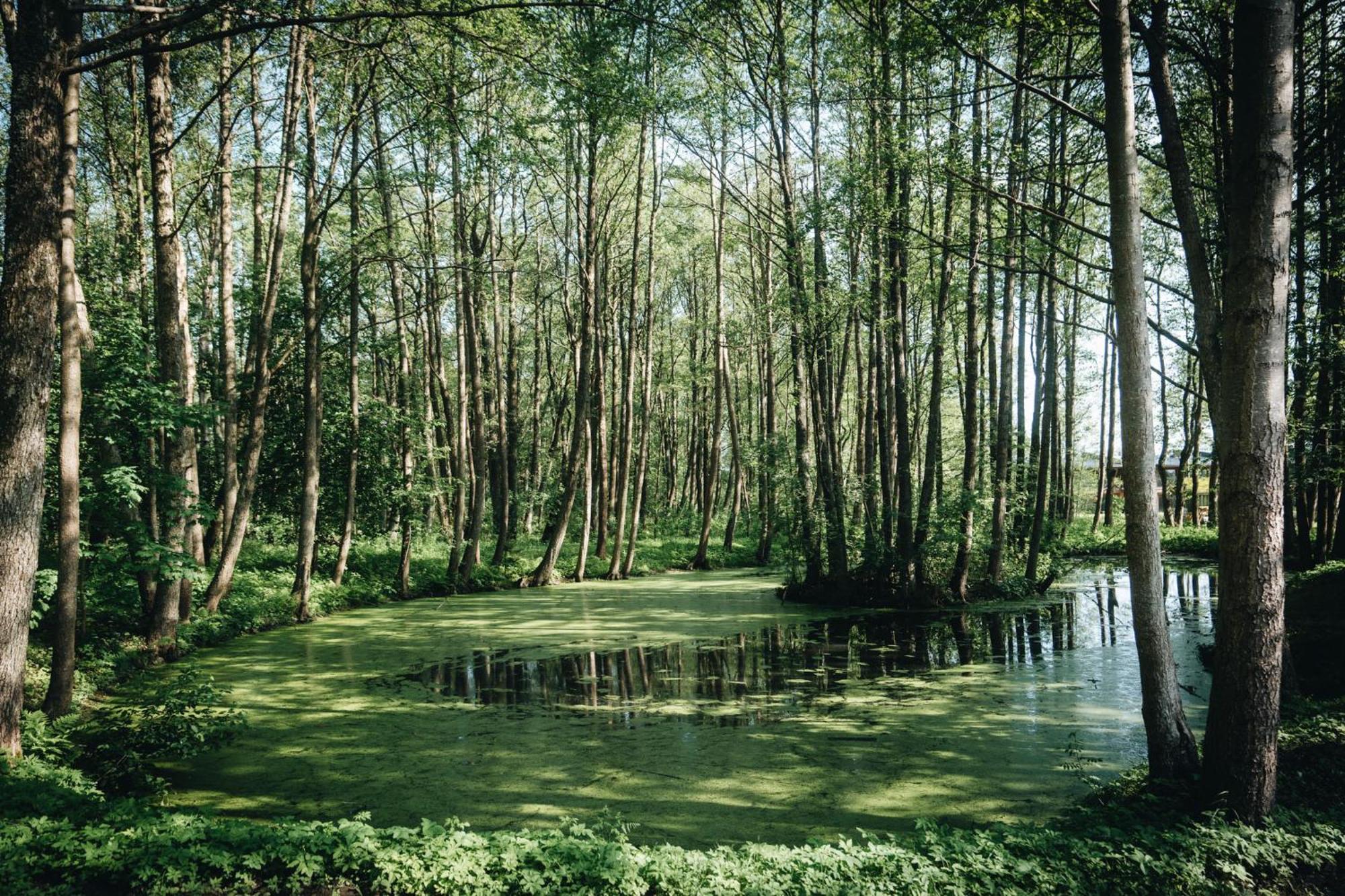 Nemirseta Forest Apartments 팔랑가 외부 사진